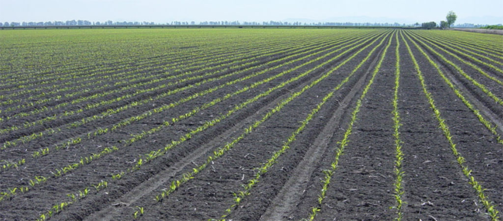 early sowing field